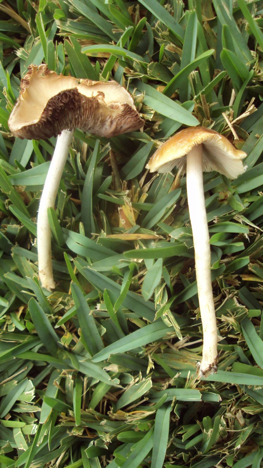 Funghi Da Determinare Natura Mediterraneo Forum Naturalistico